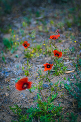 red poppy flower