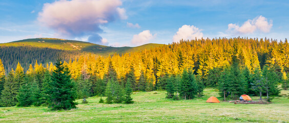  Panorama sunset in green pine forest with orange tent