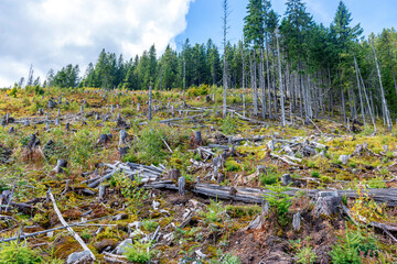 Forest deforestation, cut trees, cut forest environment