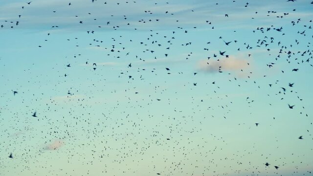 Flock of birds, starlings, flying in slow motion.