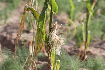 On maize crop, an animal has destroyed the standing crop in the field by eating the fruit of maize.