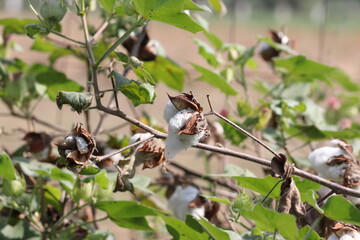 Cotton crop getting drenched by rain water