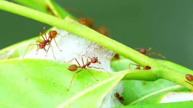 4K Red ants build their nests by joining forces to pull leaves together in nature 
