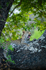 Leopard (Panthera Pardus) female in a African ebony or jackal-berry (Diospyros mespiliformis) tree. South Africa.