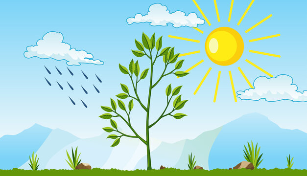 Photosynthesis as a process of tree produce oxygen using rain and sun. Process of photosynthesis in plant. Colorful biology illustration for education in flat style