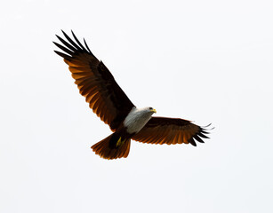 Fototapeta na wymiar eagle in flight - Goa, India