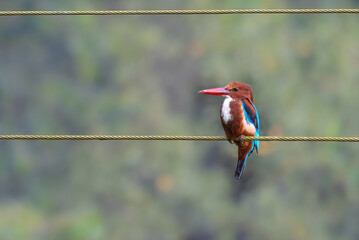 Common Kingfisher - Goa, India