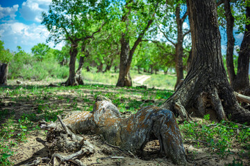 tree in the forest