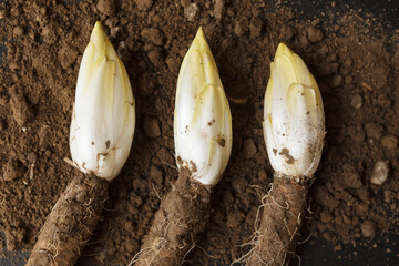 Belgian chicory on soil