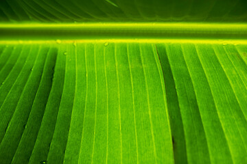 textured leaves green banan background. Banana leaves zoom in close. sunlight through the leaves