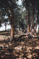 autumn in the forest