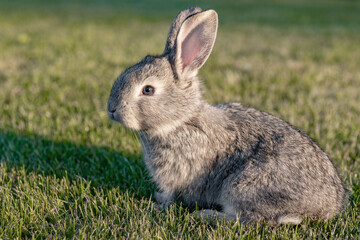 cute gray animal funny bunny on a background of green grass and clovers in the afternoon in...
