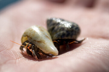 Zwei kleine Einsiedlerkrebse auf der Handfläche aus dem Meer von Zypern