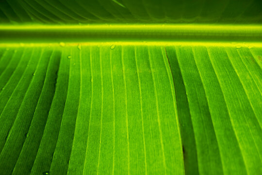 textured leaves green banan background. Banana leaves zoom in close.  sunlight through the leaves Stock Photo | Adobe Stock