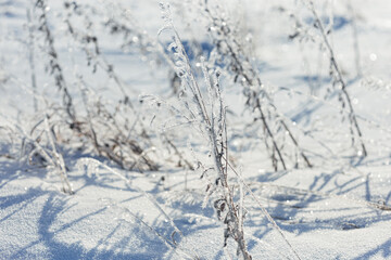 Frozen plants as natural winter background. Sparkling snow and frost on dry grass on field