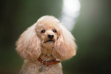 poodle dog in green fog forest