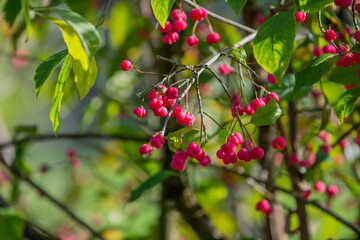 Blüten von Pfaffenhütchen