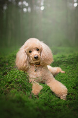 poodle dog in green fog forest