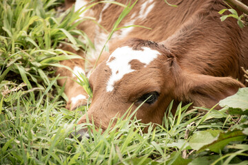 
cow in the pasture