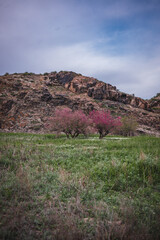 rocks in the desert