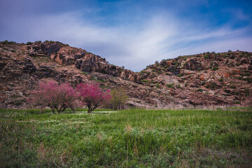 flowers in the mountains