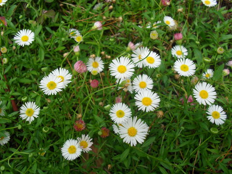 daisies, summer, flowers, flower, white, petals, bud, grass, meadow