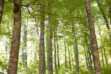 Forest in the Pyrenees