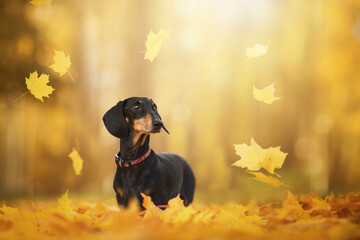 black dachshund dog in yellow fallen maple leaves