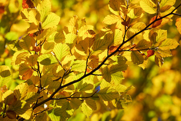 Autumn tree in the Pyrenees