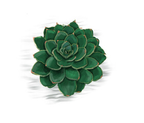 Close up of beautiful succulent plant on white background.