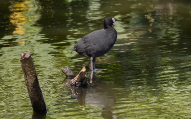 The Eurasian coot (Fulica atra)