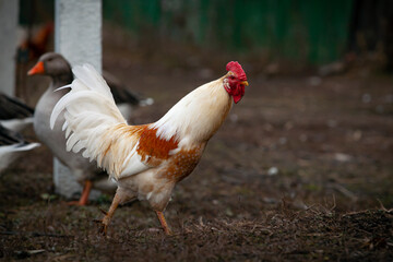 An important rooster walks through the village.
