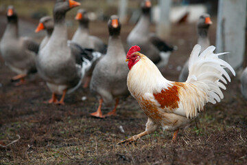 An important rooster walks through the village.
