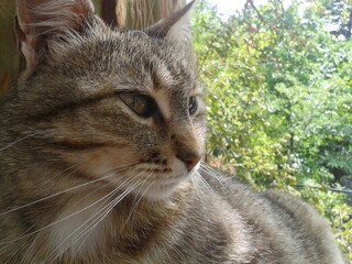 cat, animal, pet, feline, kitten, cute, eyes, domestic, fur, tabby, portrait, kitty, pets, mammal, grey, animals, head, white, whiskers, green, young, furry, nature