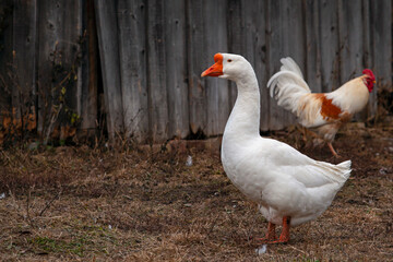 Geese walk in the village of Nizhnee Vilyamovo.
