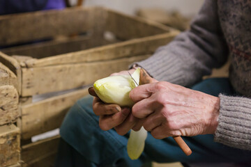 Hands cleaning belgian  chicory, preparing for sale