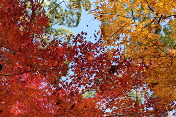 紅葉