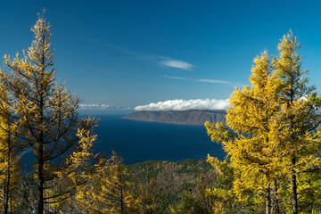 Yellowed autumn larch trees in the forest