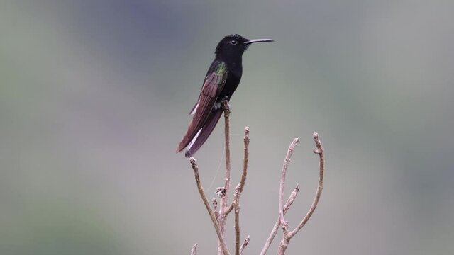 Beija-flor-preto (Florisuga fusca)