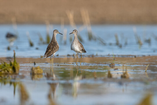 Amorous Courtship Of Waders