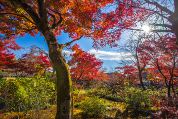 京都　天龍寺の紅葉