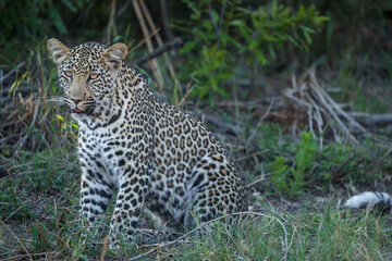 Fototapeta na wymiar Leopard (Panthera Pardus) female. Mpumalanga. South Africa.