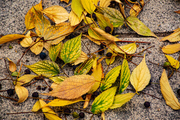 autumn leaves background