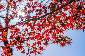 京都　天龍寺の紅葉