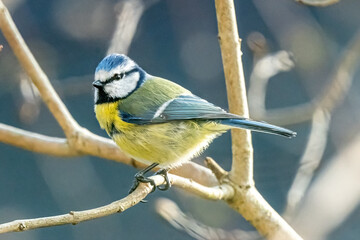 Blaumeise