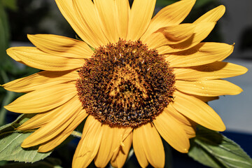 Sunflower up close