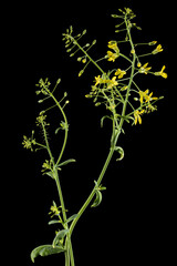 Flowering cabbage, yellow flowers of cabbage, isolated on black background