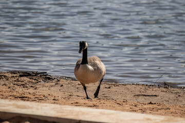 Goose walking