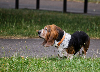 Beagle in the park hound dog