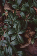Dark background or texture of climbing plants with dense shiny leaves